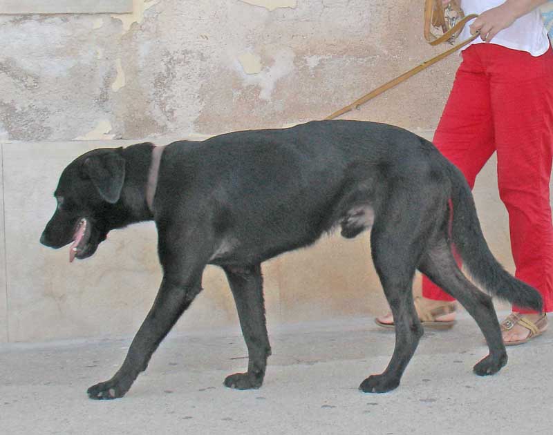 nero1a