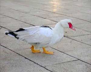 patka