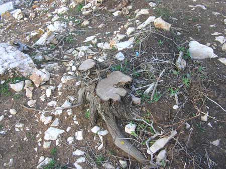 Tragovi devastacije plaže Tragovi devastacije plaže