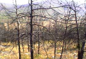 zgariste