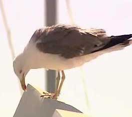galeb