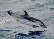 stripeddolphin