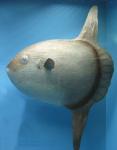 mala_molamola