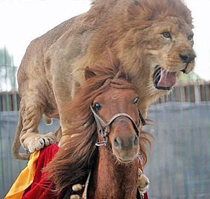 circus
