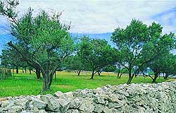 maslina